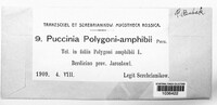 Uromyces polygoni-avicularis image